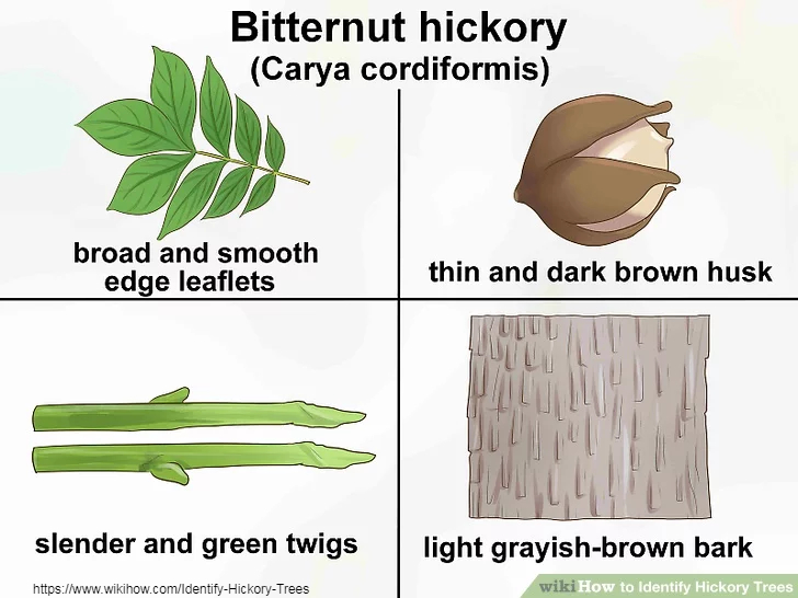 Hickory-Bitternut-Trees.